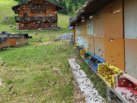 Trachtflug auf der Unterstalleralm Trachtflug auf der Unterstalleralm